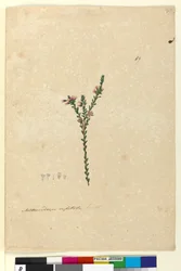 Seite 89. Metrosideros capitata